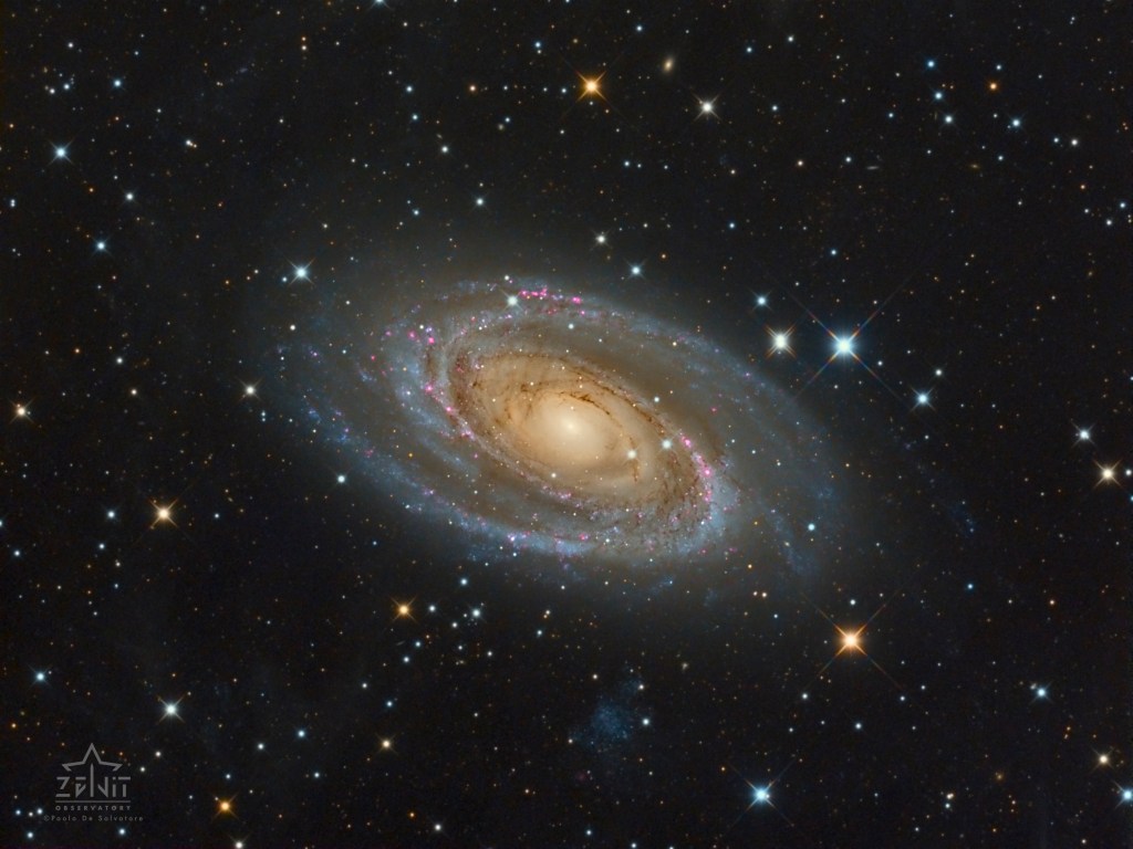 The spiral galaxy M81 (NGC 3031)